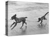 Monkey Walking Dog-null-Stretched Canvas