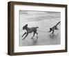 Monkey Walking Dog-null-Framed Photographic Print