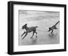 Monkey Walking Dog-null-Framed Photographic Print