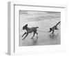 Monkey Walking Dog-null-Framed Photographic Print