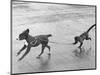 Monkey Walking Dog-null-Mounted Photographic Print