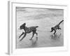 Monkey Walking Dog-null-Framed Photographic Print