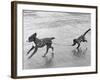 Monkey Walking Dog-null-Framed Photographic Print