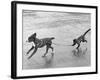 Monkey Walking Dog-null-Framed Photographic Print