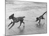 Monkey Walking Dog-null-Mounted Photographic Print