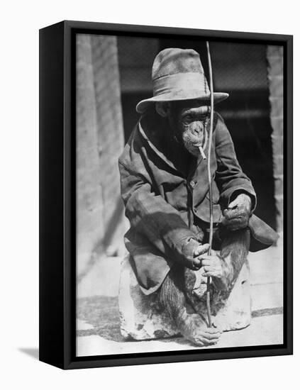 Monkey Wearing Jacket Smoking Cigarette-null-Framed Stretched Canvas