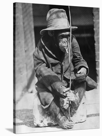 Monkey Wearing Jacket Smoking Cigarette-null-Stretched Canvas