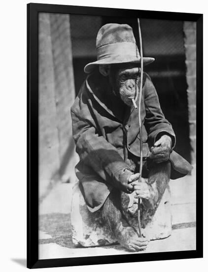 Monkey Wearing Jacket Smoking Cigarette-null-Framed Photographic Print