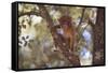 Monkey-null-Framed Stretched Canvas