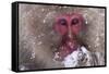 Monkey-null-Framed Stretched Canvas