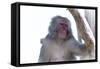 Monkey-Gordon Semmens-Framed Stretched Canvas