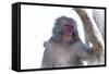 Monkey-Gordon Semmens-Framed Stretched Canvas