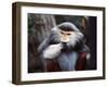 Monkey-WizData-Framed Photographic Print