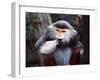 Monkey-WizData-Framed Photographic Print