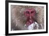 Monkey-null-Framed Photographic Print