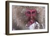 Monkey-null-Framed Photographic Print