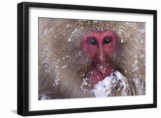 Monkey-null-Framed Photographic Print