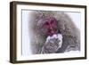 Monkey-null-Framed Photographic Print