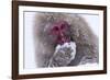 Monkey-null-Framed Photographic Print