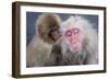 Monkey-null-Framed Photographic Print