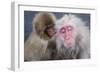 Monkey-null-Framed Photographic Print