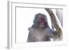 Monkey-Gordon Semmens-Framed Photographic Print
