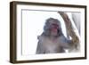 Monkey-Gordon Semmens-Framed Photographic Print