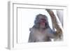 Monkey-Gordon Semmens-Framed Photographic Print