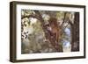 Monkey-null-Framed Photographic Print