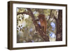 Monkey-null-Framed Photographic Print