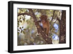 Monkey-null-Framed Photographic Print