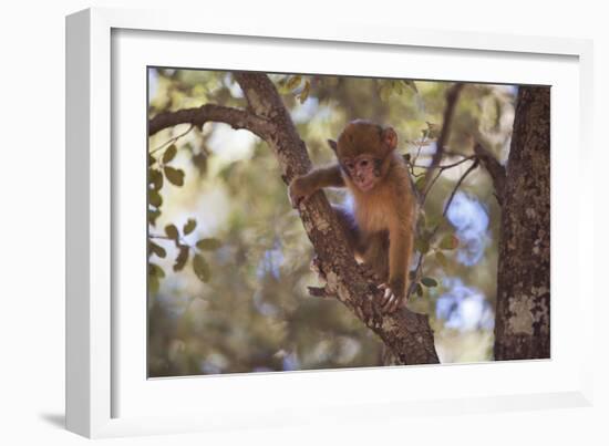 Monkey-null-Framed Photographic Print