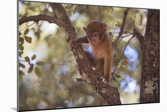 Monkey-null-Mounted Photographic Print