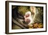 Monkey-Pixie Pics-Framed Photographic Print