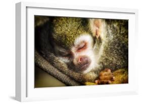 Monkey-Pixie Pics-Framed Photographic Print