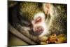 Monkey-Pixie Pics-Mounted Photographic Print