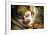 Monkey-Pixie Pics-Framed Photographic Print