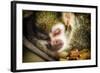 Monkey-Pixie Pics-Framed Photographic Print