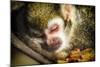 Monkey-Pixie Pics-Mounted Photographic Print