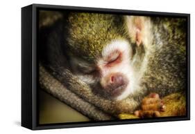 Monkey-Pixie Pics-Framed Stretched Canvas