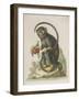 Monkey-null-Framed Giclee Print