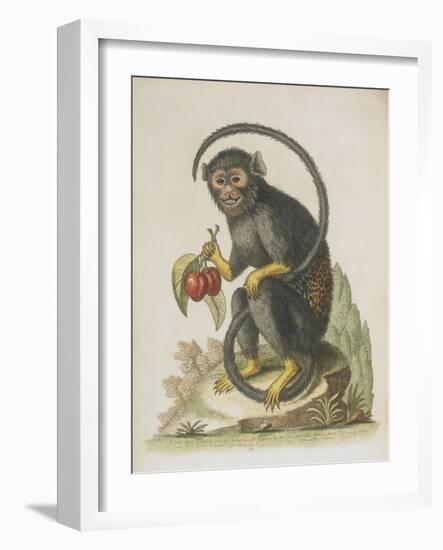 Monkey-null-Framed Giclee Print