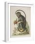 Monkey-null-Framed Giclee Print