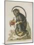 Monkey-null-Mounted Giclee Print