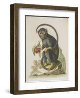 Monkey-null-Framed Giclee Print