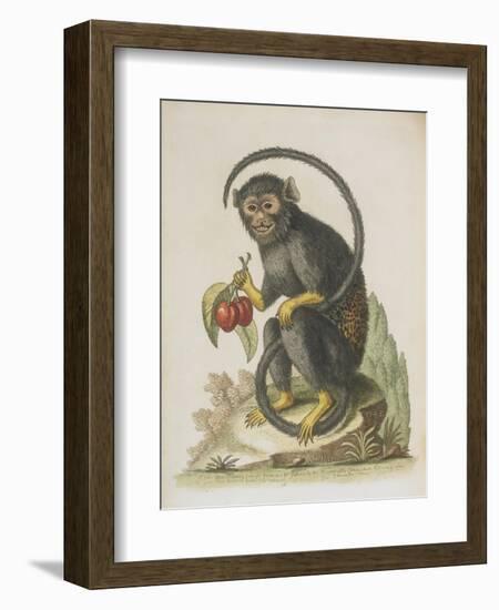 Monkey-null-Framed Giclee Print