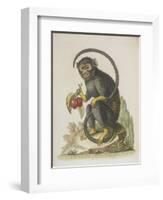 Monkey-null-Framed Giclee Print