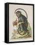 Monkey-null-Framed Stretched Canvas