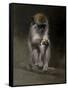 Monkey-Michael Jackson-Framed Stretched Canvas