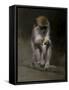 Monkey-Michael Jackson-Framed Stretched Canvas